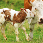 Colostrum Calf